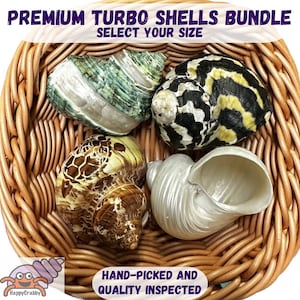 Hermit Crab Premium TURBO Shells Bundle - Select your size. Hand-picked/quality-inspected hermit crab shells