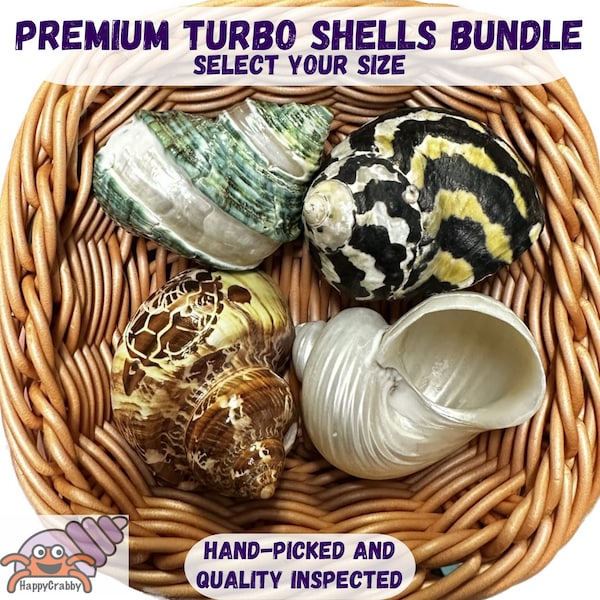 Hermit Crab Premium TURBO Shells Bundle - Select your size. Hand-picked/quality-inspected hermit crab shells