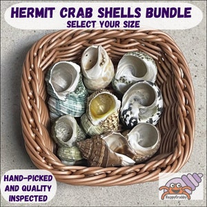 Hermit Crab Shells Bundle - Select your style and exact size. Hand-picked/quality-inspected hermit crab shells.