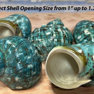 Jade Turbo Shells - Hermit Crab Shells - Select Your Size