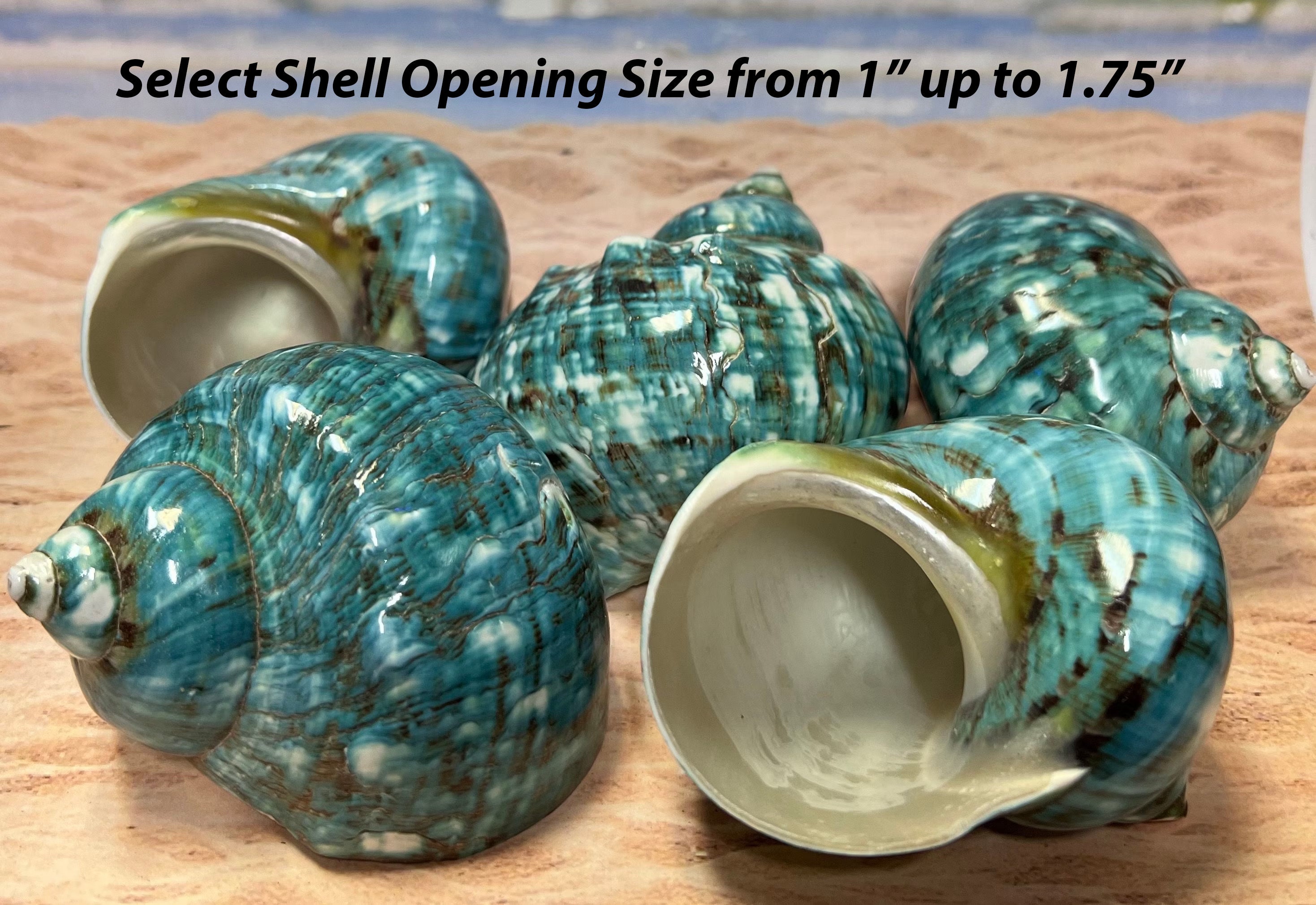 Turbo Stenogyrus Shells-Green Turbo Shells-Shells for  Crafting-Decor-Shells-Sea Shells-Turbo Shells-Wedding-Small Shells-FREE  SHIPPING!