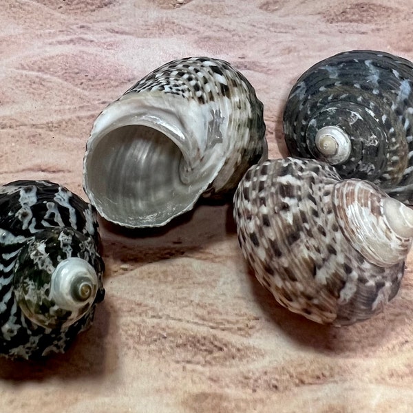 Mexican Turbo Shell - Light-Weight Striped Turbo Shell – One Hermit Crab Shell (Select from Opening sizes from 1″ – 1 3/8″).