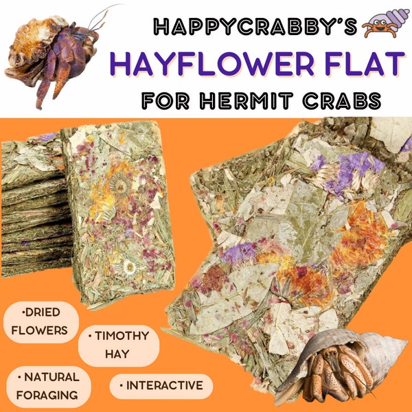 Hayflower Foraging Flats for Hermit Crabs