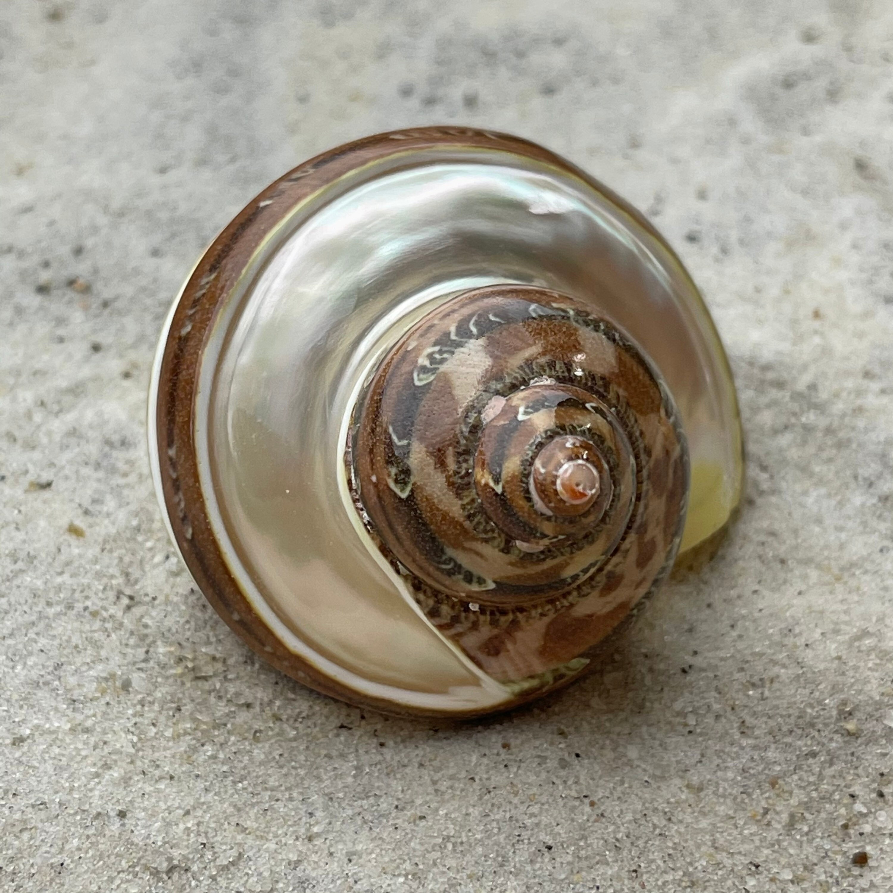 XXLarge "Claw" Hermit Crab Shells