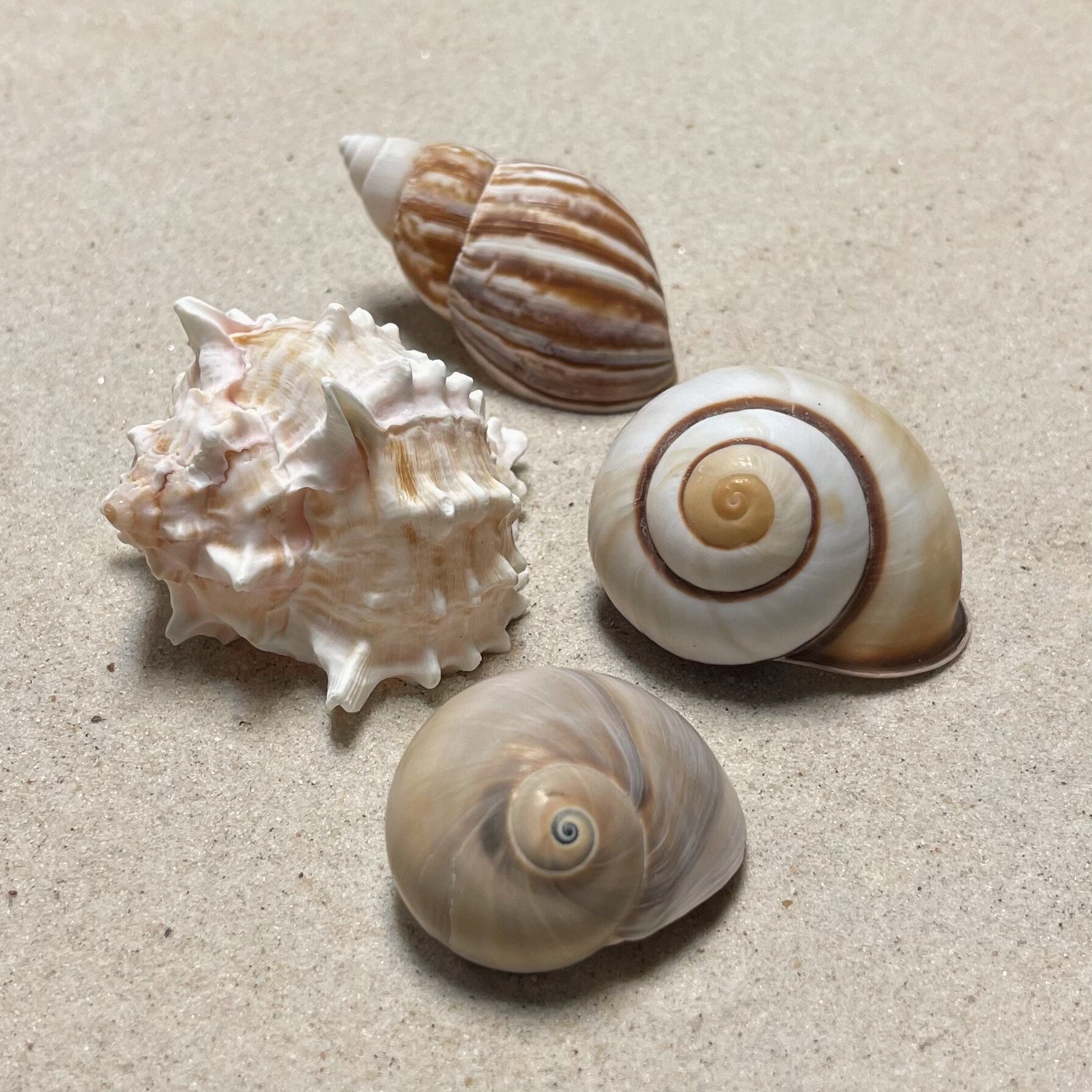 XXLarge (1" - 1 1/8") Hermit Crab Shell Bundle
