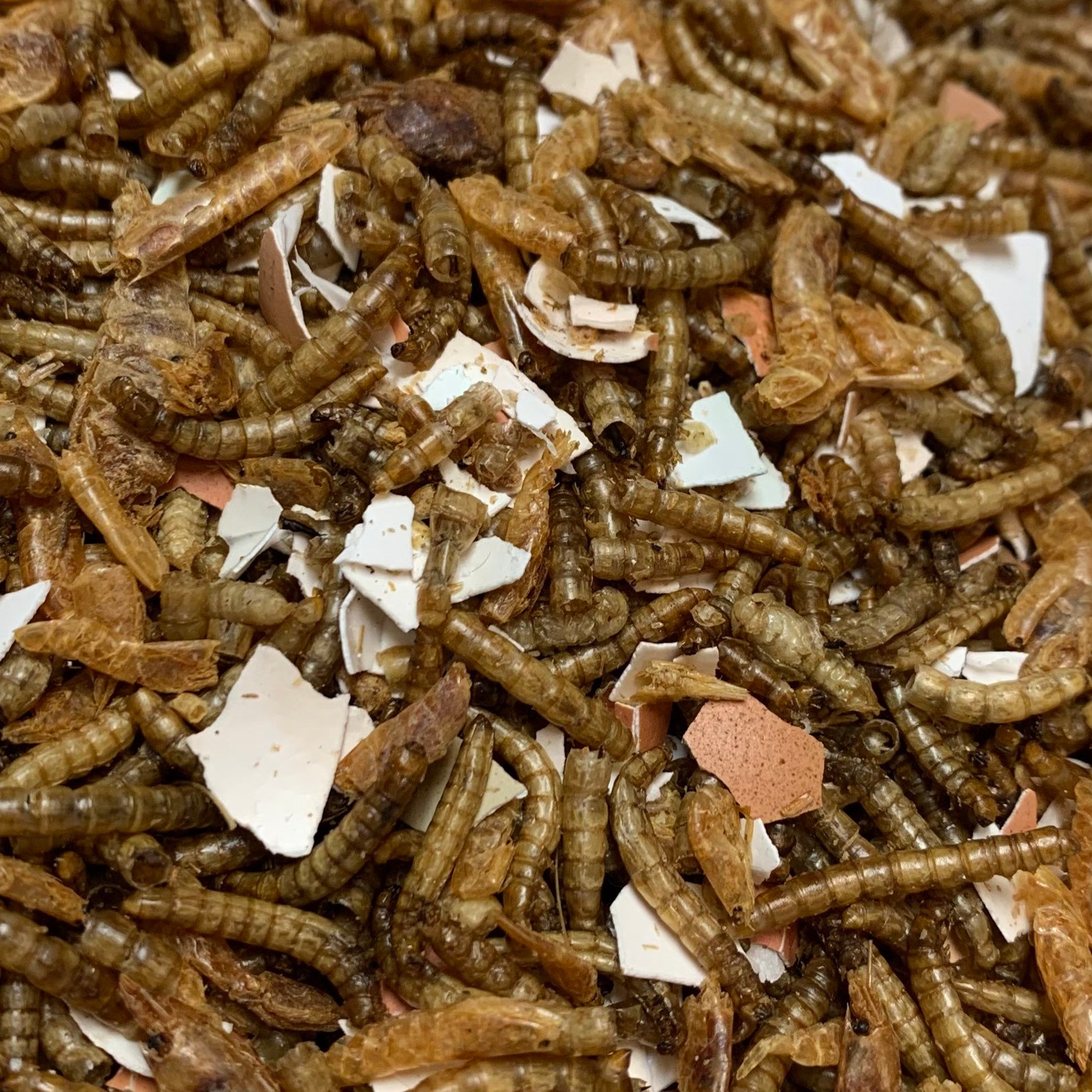 BULK 4 oz Containers Hermit Crab Food Bundle Etsy