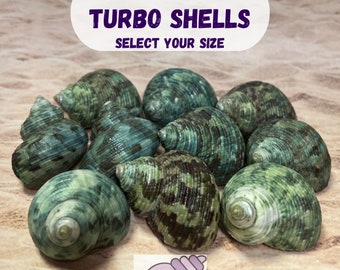 10 Green Turbo Hermit Crab Shells