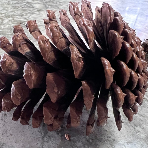 GIANT Pine Cone Snack