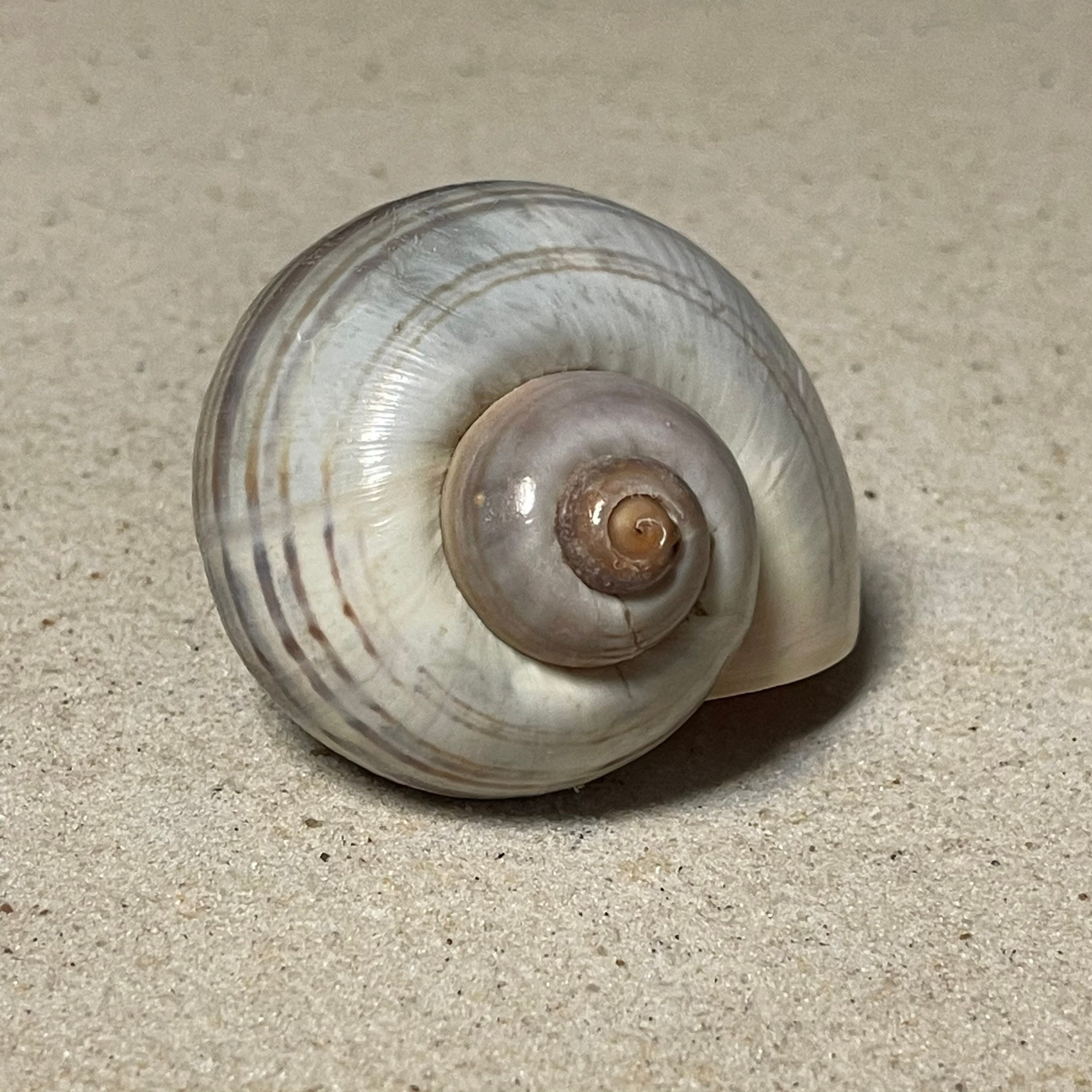 Jumbo "Purple" Hermit Crab Shells