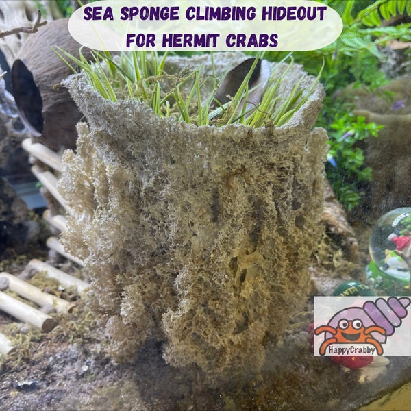 Natural Vase Sea Sponge "SEA BASKET"