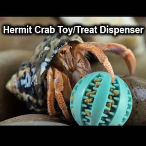 BUSY BALL Hermit Crab Enrichment Toy / Treat Dispenser with FREE wooden spoon and treat!