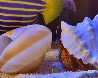 Saltwater Marine Hermit Crab Shell Bundle