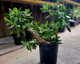 Crassula ovata Jade Tree - XL Jade Plant - 1 Gallon Succulent