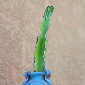 Euphorbia pseudocactus - Euphorbia ‘Zig Zag' Succulent - Rare Succulent