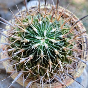 Stenocactus multicostatus subsp. Zacatecasensis - Rare Cactus - Exact Specimen