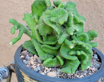 Cleistocactus colademononis inermis cristata - Crested Monkey Tail Cactus - Rare - BIG