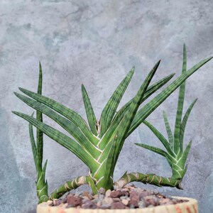planta sansevieria Sansevieria Plant (Snake Plant) – LatinFlores.com