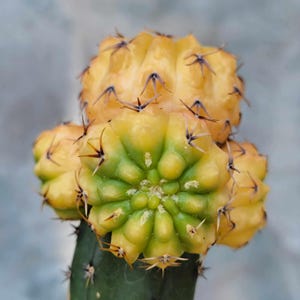 Gymnocalycium quehlianum f.  variegata - 5 Heads - Rare Cactus