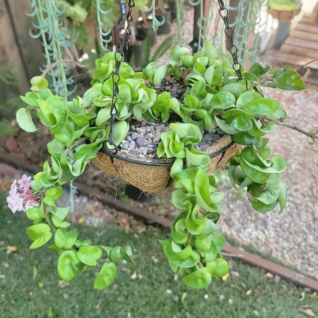 Hoya Carnosa Compacta Hoya Hindu Rope 6 Ropes Succulent Etsy