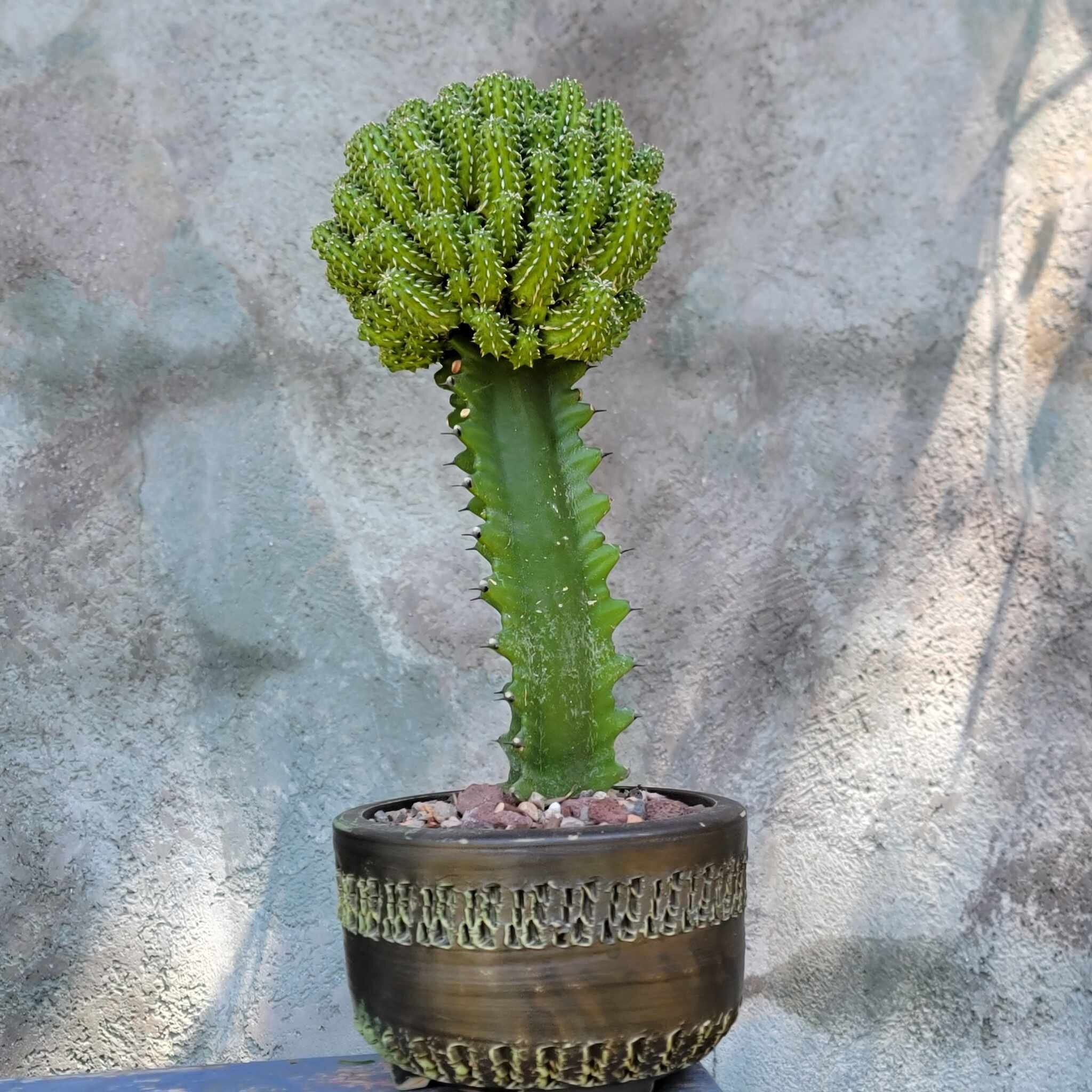 euphorbia journal vol 7（1-7巻のindexおまけ付き） 明倫館書店 / The Euphorbia Journal vol.7