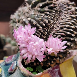 Gymnocalycium anisitsii subs. damsii f. cristatum - Rare Cactus - BIG!