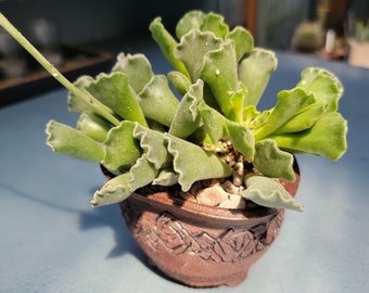 Adromischus cristatus - Key Lime Pie Succulent