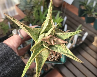 Aloe 'Pink Blush' - succulent