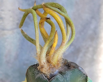 astrophytum super kabuto Astrophytum 'Kabuto'