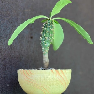 Euphorbia viguieri var. capuroniana - Rare Succulent - Exact Specimen