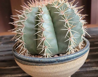 Melocactus matanzanus with cephalium – Turk’s Cap Cactus - HUGE!