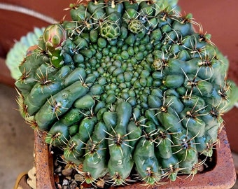 Gymnocalycium baldianum - Rare Cactus