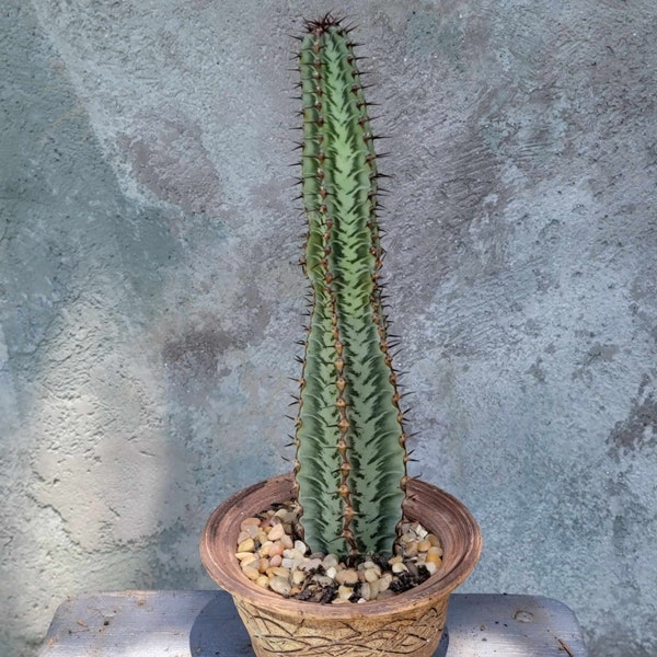 Euphorbia confinalis ssp. Rhodesia – Lebombo Euphorbia - Rare Succulent - Exact Specimen