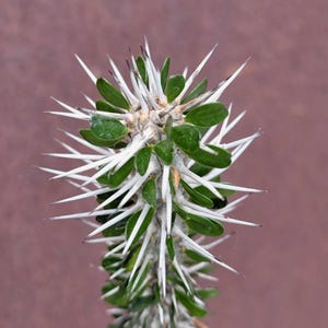 Alluaudia montagnacii - Rare Succulent