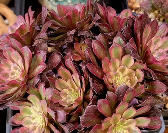 Aeonium 'Pink Witch' - Large Cluster - 10 Heads - Rare Succulent