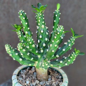 Euphorbia royleana f. inermis - Rare Succulent - Exact Specimen