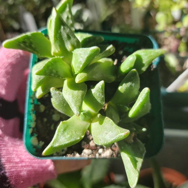 Faucaria candida - Tiger Jaws Succulent