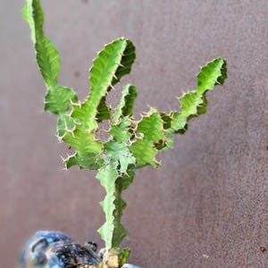 Euphorbia pseudocactus - ‘Zig Zag&#39; - Rare Succulent - 22&quot; Tall!