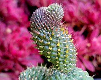 Opuntia fulgida cristata - Crested Boxing Glove Cactus