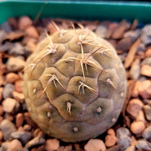 May include: A close-up of a round, green cactus with many spines. The cactus is surrounded by small, brown rocks.