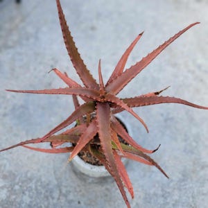 Aloe Cameronii - Red Aloe Succulent - Rare - XL - 20&quot; x 12&quot;
