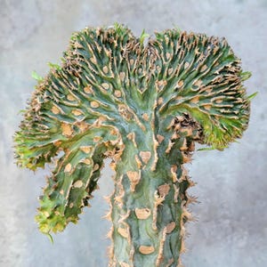 Euphorbia viguieri var. capuroniana cristata - Rare Succulent - BIG!  Exact Specimen