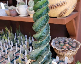 Cereus forbesii 'Spiralis' - Spiral Cactus - 10" tall - Different Variety - FAT