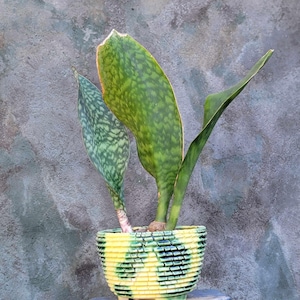 Sansevieria Masoniana - Whale Fin - Snake Plant Succulent - Triple Head