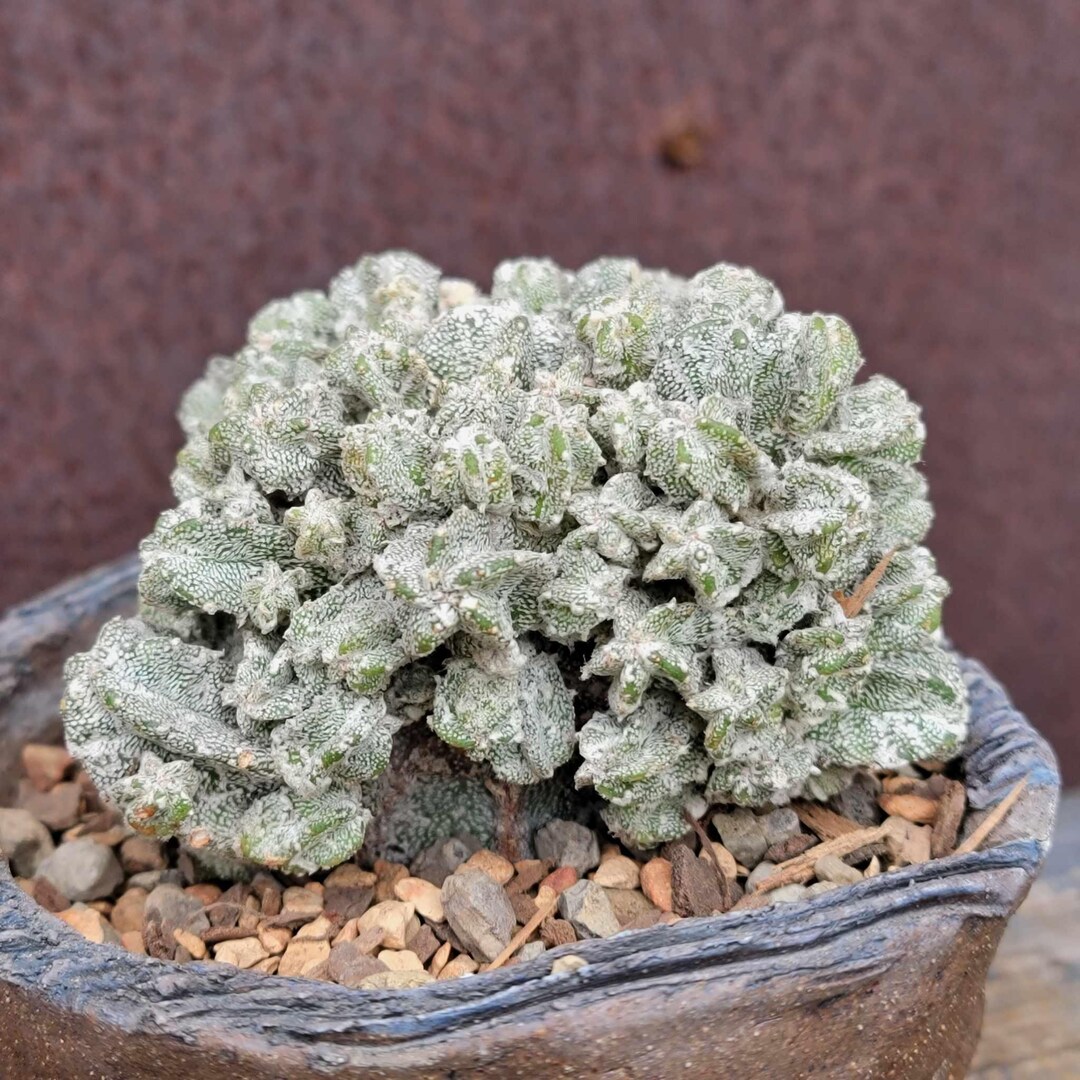 TODO Sobre El Género Astrophytum - Cactus Estrella. ¿Como Son, Etc - Foto 2