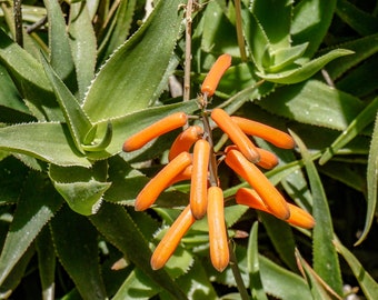 Aloiampelos Ciliaris - Climbing Aloe Succulent - 3.5"