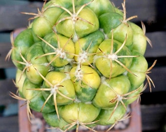 Coryphantha elephantidens variegata - Variegated Starry Ball Cactus - Rare Cactus - BIG!