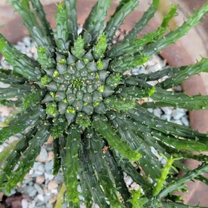 Euphorbia flanaganii - Medusa Head Succulent - Exact Specimen