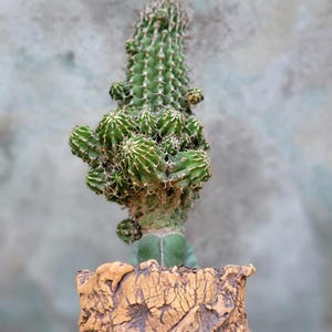 May include: A green cactus with white spines and a unique, textured shape. The cactus is planted in a brown, cracked-looking pot. The background is a blurred, neutral gray.