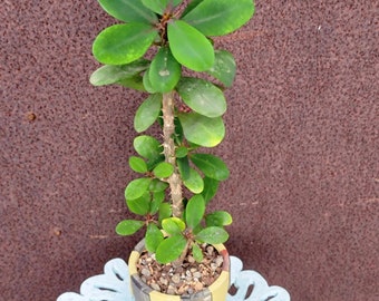 Euphorbia milii – Crown of Thorns Succulent