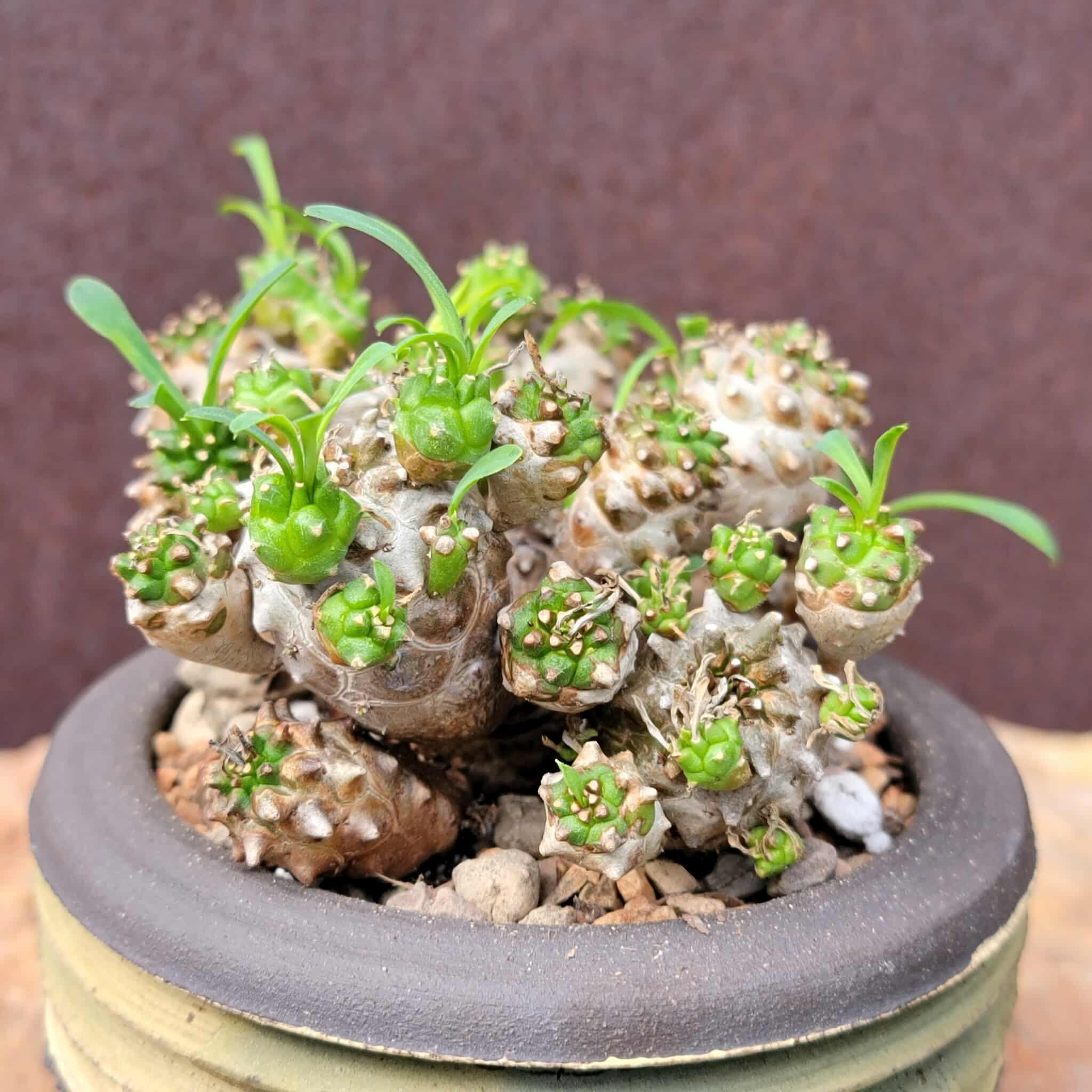 Euphorbia Bupleurifolia X Susannae – Pineapple Euphorbia - Caudex